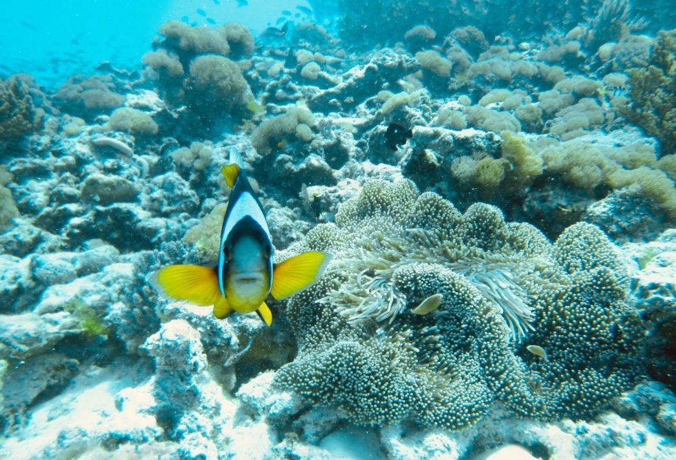 Zanzibar_Mnemba_Island_Clown_Fish