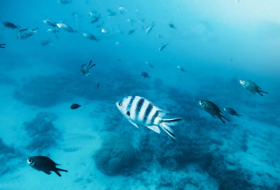 Zanzibar_Mnemba_Island_Coloful_Fish
