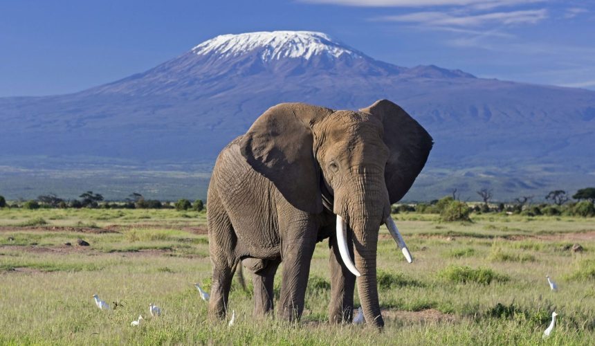 elephant-bull-front-of-kilimanjaro-amboseli