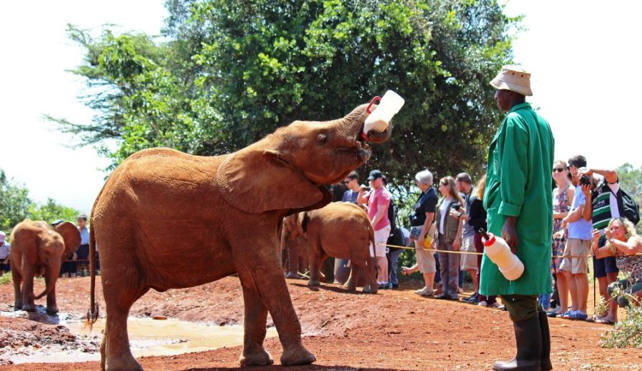 Sheldrick Elephant Orphanage