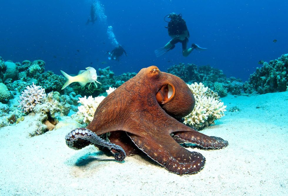 iStock_Zanzibar_WildlifeOctopus
