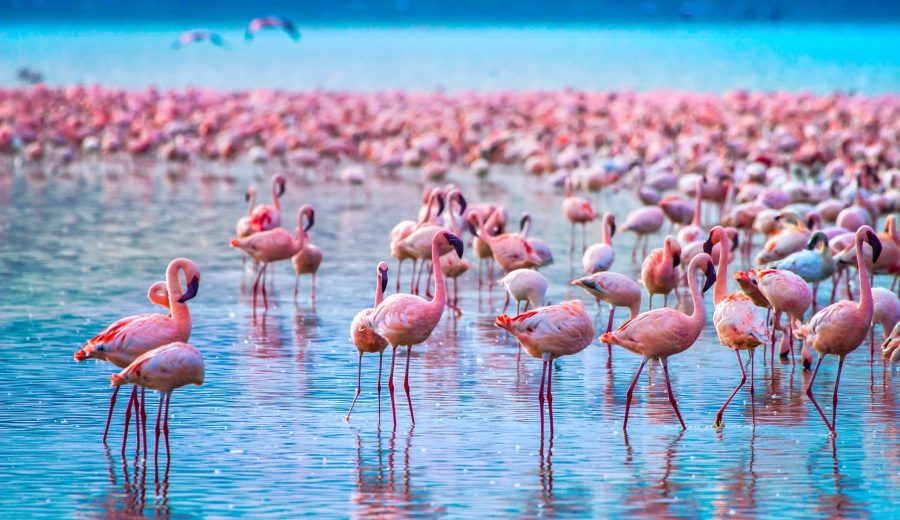 Lake Nakuru National Park
