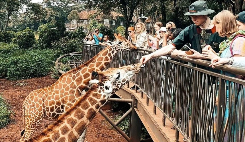 nairobi-safari-walk-and-giraffe-centre-day-tour-3295479