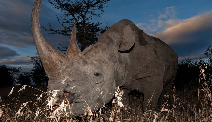 Rhino at Olpejeta Conservancy