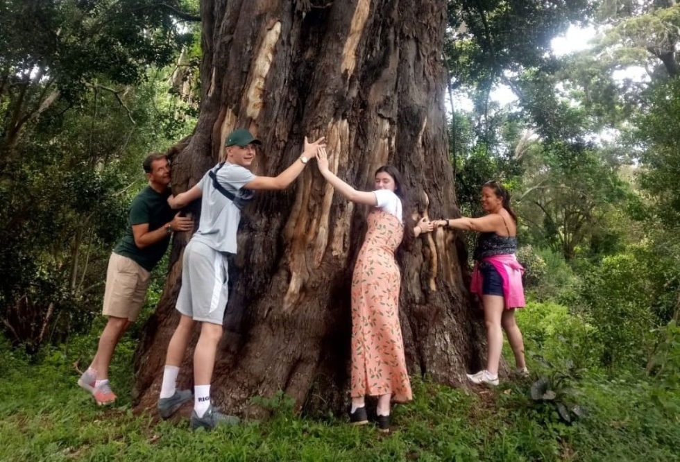 old-tree