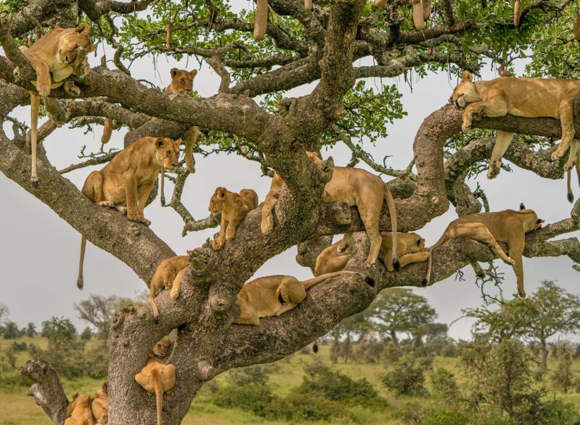 Tree Climbing Lions