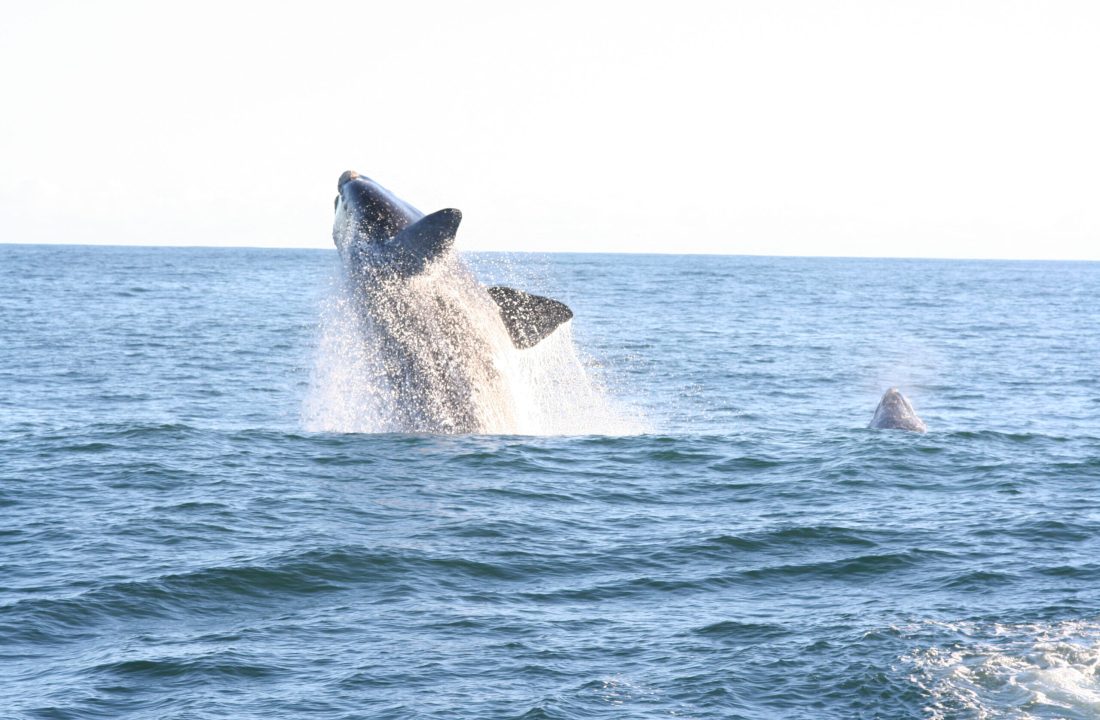 whale-watching-south-africa