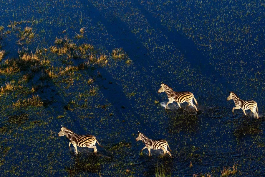 zebras-okavango-delta-botswana